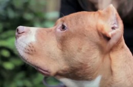 7 Main Pros and Cons of Pit Bulls